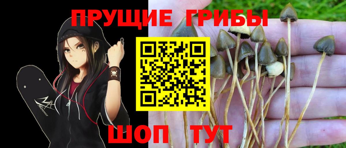 Псилоцибиновые грибы мицелий  Галлюциногенные грибы GOLDEN TEACHER  Вход с VPN  Кудрово 